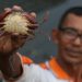 Foto: Peternak Budidaya Kepiting Lunak