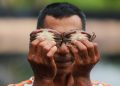 Foto: Kepiting Lunak