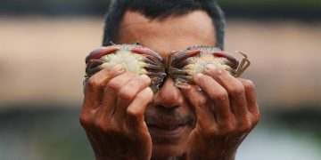 Foto: Kepiting Lunak