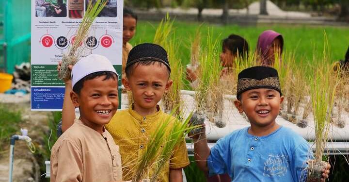 Foto: Padi Hidroponik