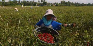 Foto: Panen Cabai
