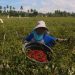 Foto: Panen Cabai