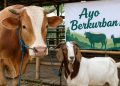 Hendak Berkurban? Ini Panduan Fikih Kurban Muhammadiyah