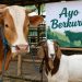 Hendak Berkurban? Ini Panduan Fikih Kurban Muhammadiyah