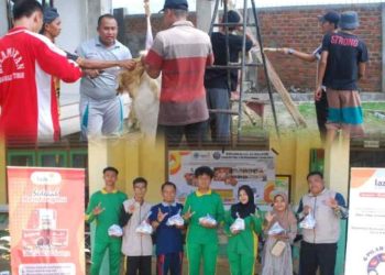 72 Sapi dan 90 Kambing Terkumpul, QurbanMu Muhammadiyah OKU Timur Tuai Apresiasi